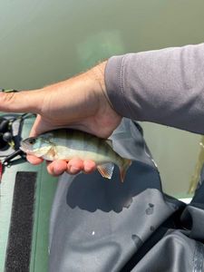Yellow Perch