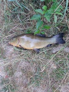 Tench