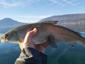 Lake Whitefish