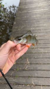 European Perch