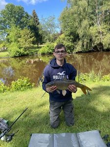 Common Carp