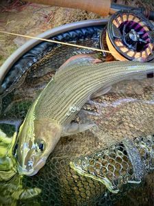 Grayling