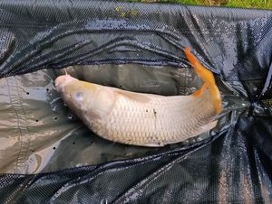 Leather Carp