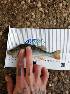 European Perch