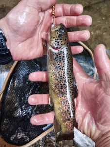 Brown Trout