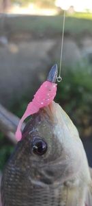 Tilapia