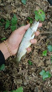 Brown Trout