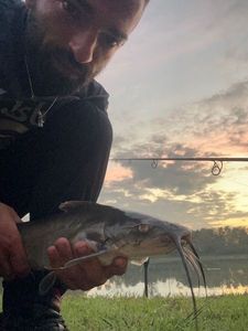 Black Bullhead