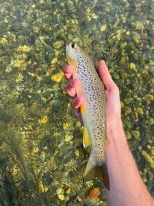 Brown Trout