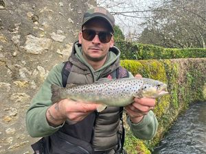Brown Trout