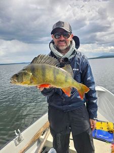 European Perch