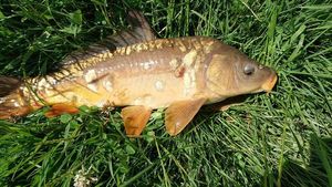 Mirror Carp