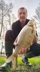 Common Bream