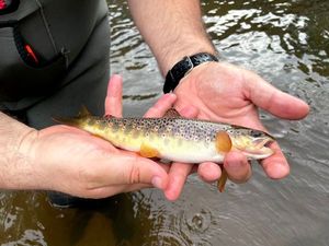 Brown Trout