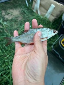 Roach
