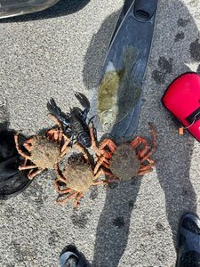 European Spider Crab