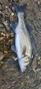 European Bass (Seabass)