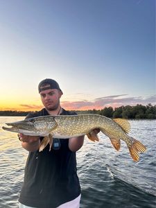 Northern Pike