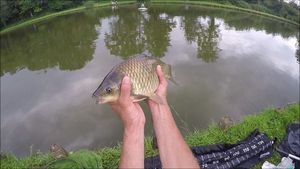 Crucian Carp