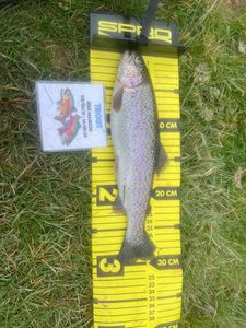 Rainbow Trout