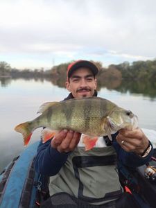 European Perch