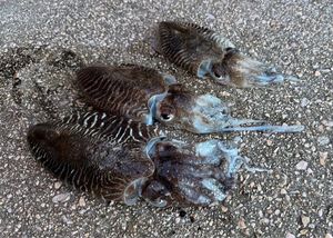 Common Cuttlefish