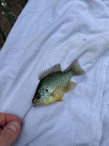 Green Sunfish