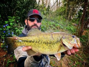 Largemouth Bass