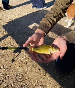 Leather Carp