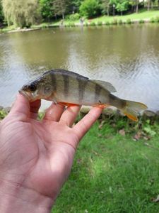 European Perch