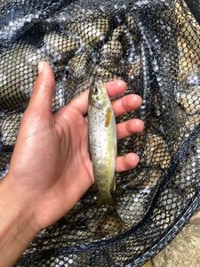 Brown Trout