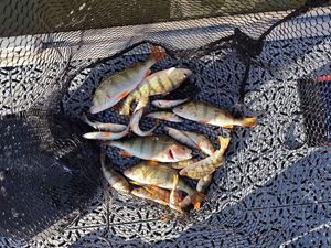 European Perch
