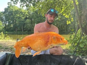 Koï Fish