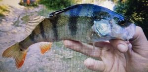 European Perch