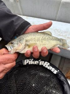 Largemouth Bass