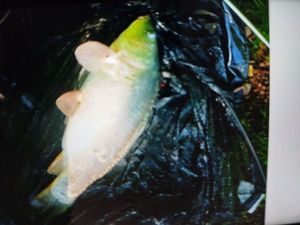 Common Carp