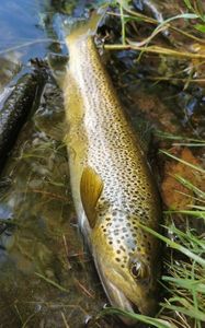 Brown Trout