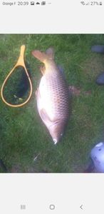Common Carp