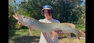 Northern Pike
