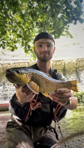 Brown Trout