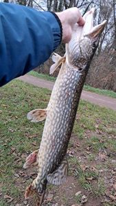 Northern Pike