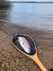 Rainbow Trout