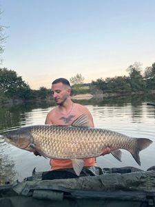 Grass Carp