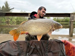 Common Carp