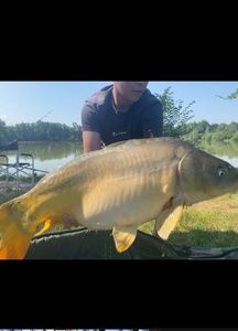 Mirror Carp