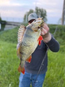 European Perch
