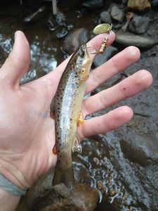 Brown Trout