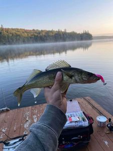 Walleye