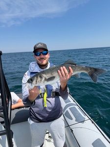 European Bass (Seabass)