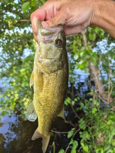 Largemouth Bass